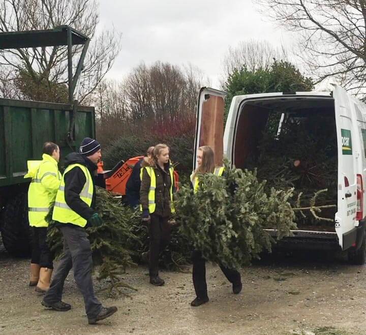 Charity Christmas Tree Collection