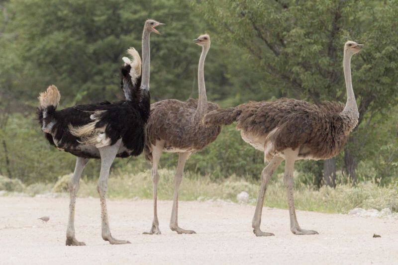 Ostrich Farm to open in Heaton Mersey Bowl